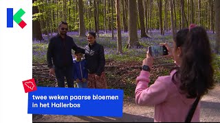 twee weken paarse bloemen in het Hallerbos [upl. by Rabelais715]