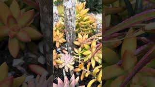 Bromeliad bromeliads gardenflowers greenplanthouse [upl. by Nylhsoj352]