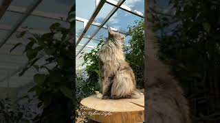 Adorable Maine Coon cats meowing [upl. by Scurlock]