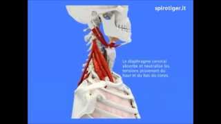 Biomeccanica della respirazione Respira con noi [upl. by Lynelle]