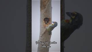 Coppersmith barbet feeding its little one  shortvideo youtubeshorts birds bestshorts nature [upl. by Fish]