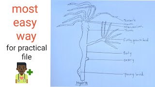 How to draw Hydra  Biology Practical  Most easy way  Step by step [upl. by Ardnic]