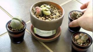 Lithops  living stones [upl. by Alinna]