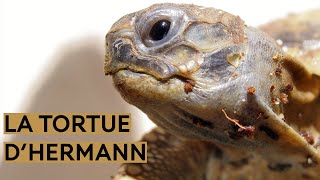 La tortue dHermann [upl. by Giannini]