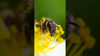 Macro Insect Photos with a Fotodiox Cmount to Micro Four Thirds Adapter [upl. by Attesor]