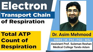 Electron Transport Chain of Cellular Respiration  Hindi  Urdu [upl. by Ahslek]