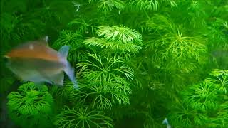 Pflanzen in meinem Aquarium  Cryptocoryne  Cabomba  Vallisneria [upl. by Stew]