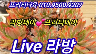 오늘은 프리티데이 💕라방데이 💕 진짜 예쁜 다육 많이 왔어요 설렘폭발프리티다육 01095009207 [upl. by Auohp]