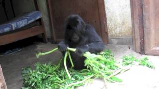 New Orphan Gorilla Rescued from Poachers in DRC [upl. by Ailegave]