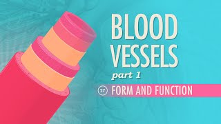 Blood Vessels Part 1  Form and Function Crash Course Anatomy amp Physiology 27 [upl. by Aleet978]