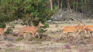 Edelherten op de Hoge Veluwe 16 9 2023 [upl. by Zina4]