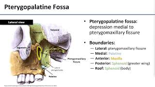 13 Pterygopalatine Fossa [upl. by Naicad]