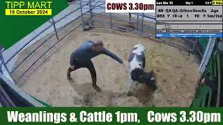 TIPPERARY TOWN MART 18 Oct 2024 Calves Cattle amp cows [upl. by Lishe]