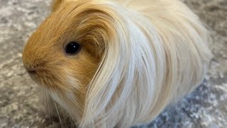 Cute Guinea Pig noises A Funny And Cute Guinea Pig [upl. by Yssirhc]