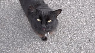 A black cat meows demanding food [upl. by Ihculo829]