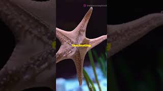 Echinoderms upscexam shorts environment [upl. by Goldenberg]