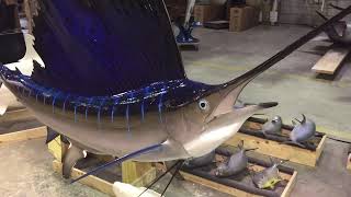 Gray Taxidermy Sailfish mount [upl. by Annahc27]