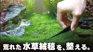 荒れた水草絨毯を整地していくアクアリウムニューラージパールグラスキューバパールグラスミスト式 [upl. by Lohcin473]