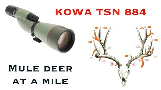 Kowa TSN 884  Phone Skope  Mule Deer at over a mile [upl. by Kosey345]