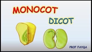 Monocot Vs Dicot plants 12 major differences [upl. by Ebony261]