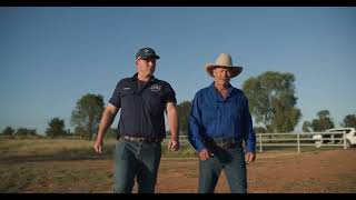 Pestivirus can cost you over and over again Dr Brendan Brieffies QLD Cattle Vet [upl. by Maya]