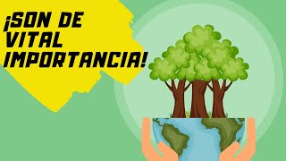 🌎Los RECURSOS NATURALES – RENOVABLES y NO RENOVABLES☀️ ✔️Explicación FÁCIL con EJEMPLOS [upl. by Augustina601]