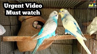 Bajri parrot winter care  Winter care tips for budgies  Australian parrot winter care [upl. by Ray431]