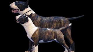 Diferencia de Bull Terrier y Mini Bull Terrier [upl. by Faydra392]