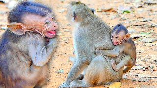 Poor little monkey crying loudly unhappy when mama ignores milk and sleep [upl. by Lipson637]