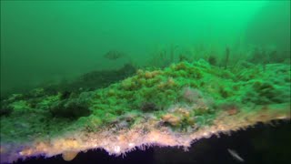 SS Longbenton wreck dive Bridlington [upl. by Tonya]