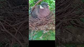 Brooding Pigeon Guard Shift 🥚 [upl. by Elston]