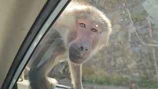 Mountain The Rhesus Macaque 🐒 Monkeys also called as Red bottom monkey taif saudiarabia [upl. by Noevart]