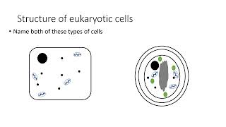 GCSE Biology Eukaryotic cells [upl. by Subak]