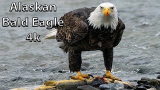 Alaskan Bald Eagle eating a Salmon [upl. by Ibbie978]