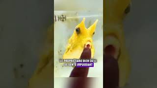 Lhistoire dun poisson résilient et de son propriétaire dévoué posson animaux shorts [upl. by Elfie441]