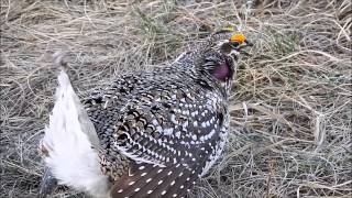 SharpTailed Grouse 2015 [upl. by Dutch]