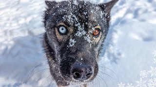 My Husky Enjoying Snow Day Slow Motion Huskies Playing in the Snow [upl. by Solitta651]