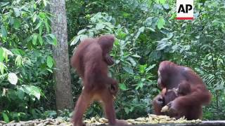 Sustainable tourism helping to save endangered orangutans [upl. by Aseen]