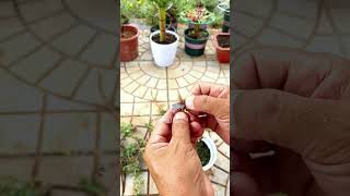 Technique grafting portulaca flowers horticulture gardenflower nature plants shortvideo [upl. by Pooley]