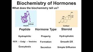 Video 713  Peptide vs Steroid Hormones WHS AP Bio [upl. by Laden]