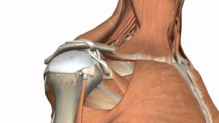 Shoulder Joint  Glenohumeral Joint  3D Anatomy Tutorial [upl. by Odama356]