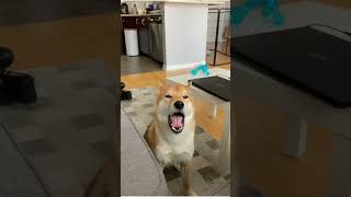 Shiba scream dog shiba funny [upl. by Marjie356]