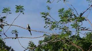 yellow billed cuckoo arrived in Panama shorts [upl. by Symer]