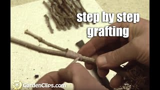 Plant Propagation by Grafting Part 1 step by step [upl. by Kirwin]