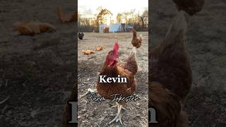 Kevin where are you kevin kev chicken haha hilarious lol farmjokester nameyellingchicken [upl. by Airotnes]