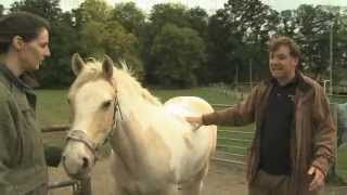 Laminitis [upl. by Meter]