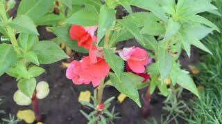 How to grow Balsam بالسم Flowers 💐 from seeds [upl. by Shurwood]