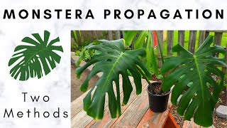 How to Divide Monstera  Monstera Propagation  How to Propagate Monstera  Monstera Deliciosa [upl. by Marla]