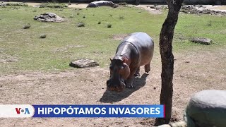 Hipopótamos La especie invasora que genera polémica en Colombia [upl. by Viv652]