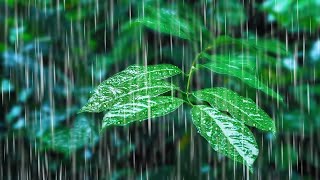 Rainfall on Forest Foliage  Rainstorm Sounds for Sleeping [upl. by Hcir]